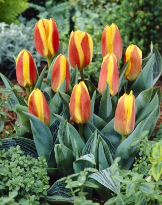 Nizko rastoč tulipan - Greigii rdeče-rumen - velik paket - 50 kosov