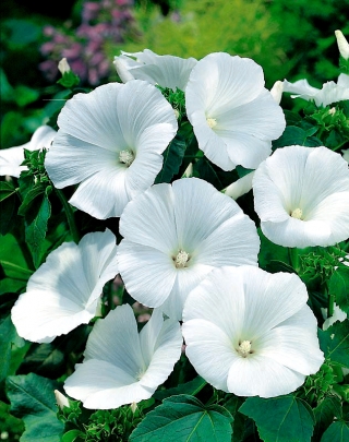 Mauve à fleurs blanches - 