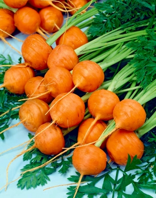 Zanahoria Pariser Markt 5 - variedad temprana con raíces esféricas - 