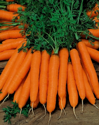 Carrot Delta - variedad tardía - 