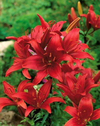 Asiatic lily - Red - XXXL Pack! - 50 pcs