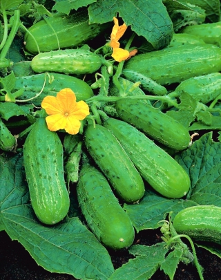 Cucumber Brilant F1 - for cultivation in greenhouses