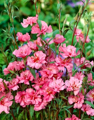 Clarkia elegante rosa chiaro; ghirlanda di montagna - 