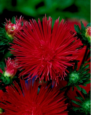Nadel-Blütenblatt-Aster Kriemhild - rubinrot