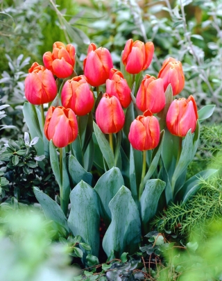 "Jimmy" tulip - 5 bulbs