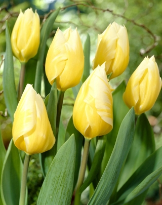 "Sweetheart" tulip - 5 bulbs