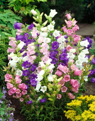 Garten Glockenblume - bunte Sortenmischung