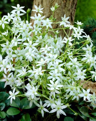 Garden star-of-Bethlehem - large package! - 100 pcs; grass lily, nap-at-noon, eleven-o'clock lady