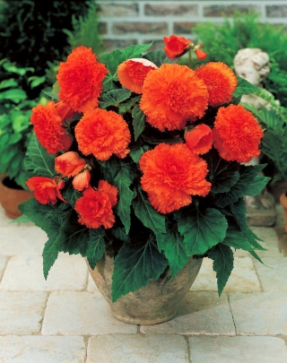 Begonia Fimbriata (con flecos) - naranja - ¡paquete grande! - 20 piezas