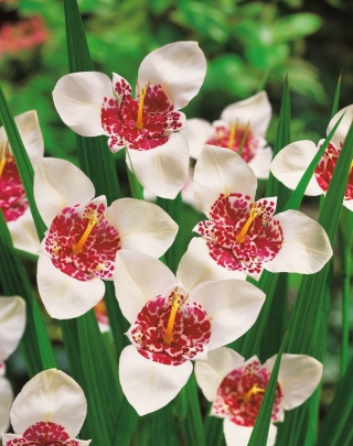 Flor de pavo real blanca - paquete XL! - 500 piezas; flor de tigre, flor de concha
