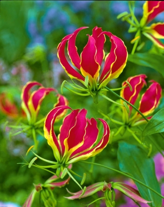 Flame lily - Gloriosa - large package! - 10 pcs; fire lily, gloriosa lily, glory lily, superb lily, climbing lily, creeping lily