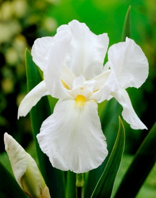 Iris del caballero blanco