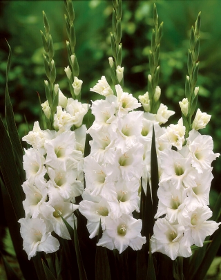 唐菖蒲白色XXL  -  5个洋葱 - Gladiolus