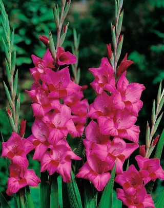 Gladiolus Pink bulbs XXL - XL pack - 50 pcs