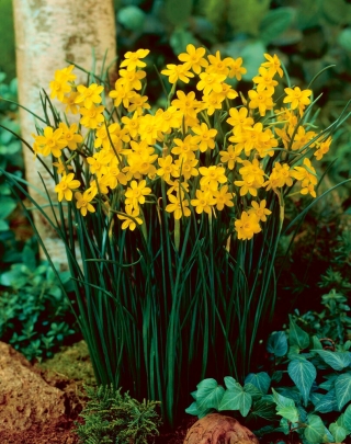 Narcissus Baby Moon - Daffodil Baby Moon - 5 βολβοί