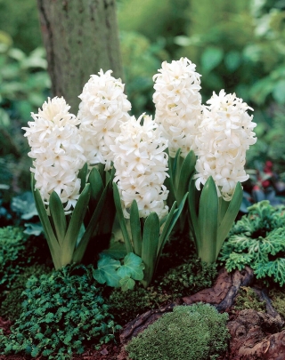 White Pearl hyacint - 3 st