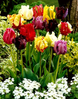 Selection de tulipes perroquets - Parrot mix - Pack XXXL 250 pcs