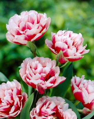 Gerbrand Kieft tulipan - 5 stk