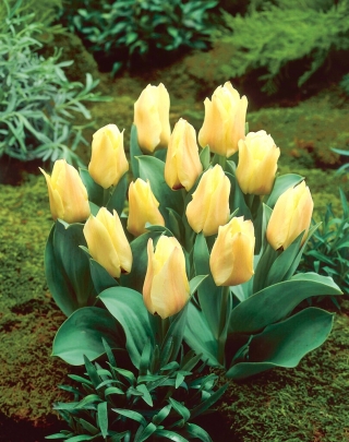 Mieke Telkamp tulipán - XL balení - 50 ks.