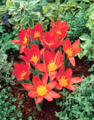 Scarlet Baby tulip - 5 бр - 