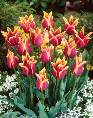 Sonetový tulipán - XL balenie - 50 ks