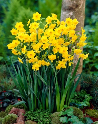 Narciso Grand Soleil d'Or - 5 unidades