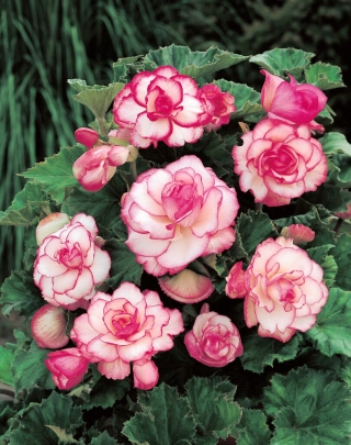 Begonia - Boboc de trandafir - flori roz - 2 buc.