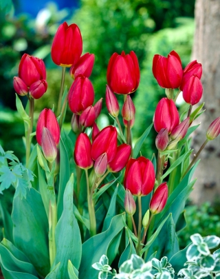 Tulip - Red Georgette - GIGA Pack! - 250 pcs