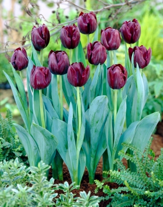 Tulipán - Blackjack - 5 květinových cibulek