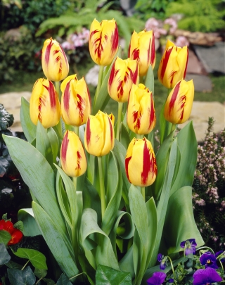 Tulip - Washington - GIGA Pack! - 250 pcs
