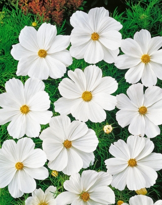 Cosmea Sensation - bianco - varietà bassa - semi (Cosmos bipinnatus)