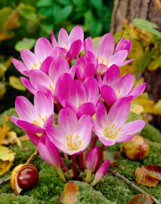 Rudens vēlziede - Colchicum speciosum