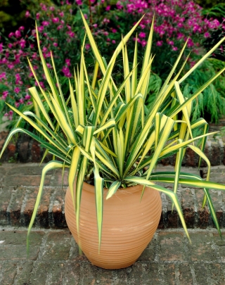 Fädige Palmlilie, Yucca filamentosa 'Color Guard' - Gigapackung! - 50 Stk.