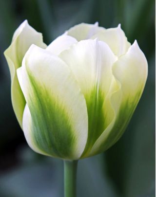 Tulipán Spring Green - csomag 5 darab - Tulipa Spring Green