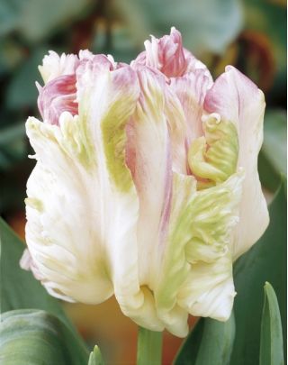 Vẹt hoa tulip Weba - Vẹt hoa tulip Webers - 5 củ - Tulipa Webers Parrot
