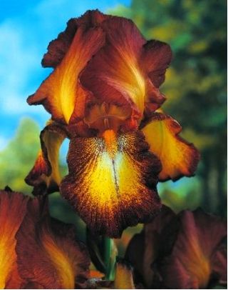 Iris germanica Bronz - cibule / hlíza / kořen