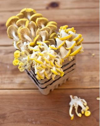Jamur tiram emas untuk budidaya rumah dan kebun - 1 kg - Pleurotus citrinopileatus