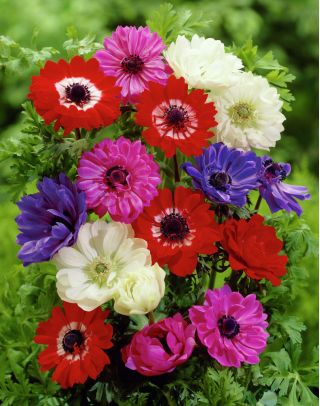 Anemonă dublă - selecție de culori - 40 buc.; macadam, floare eoliană