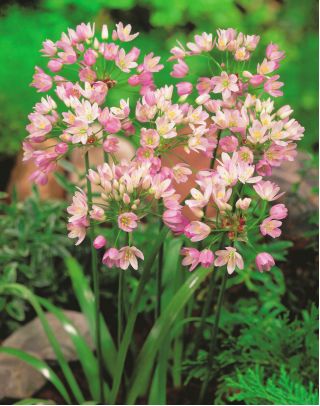 กุหลาบกระเทียม - 20 หลอด -  Allium Roseum