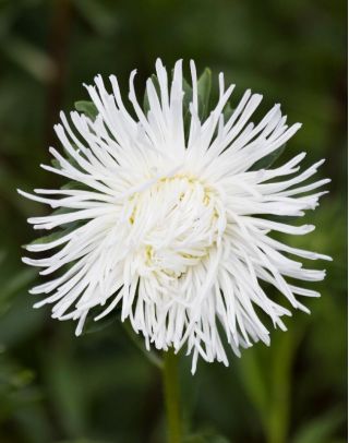 Aster เข็มกลีบดอกแองโกลา - สีขาว - 225 เมล็ด - Callistephus chinensis 