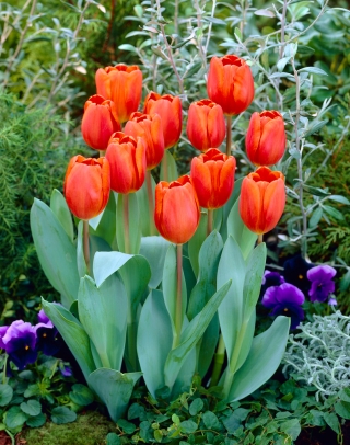 Tulipa Anno Schilder - Tulip Anno Schilder - 5 bulbi - Tulipa Annie Schilder