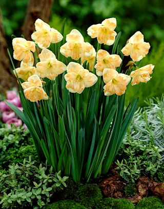 Daffodil "Cum Laude" - 5 ชิ้น - 