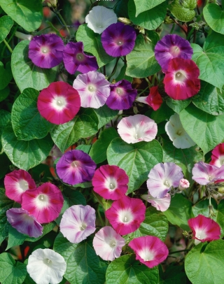 Domácí zahrada - Picotee ranní sláva "Early Call" - pro vnitřní a balkonové pěstování; břečťan ranní sláva, japonská sláva - 40 semen - Ipomoea tricolor - semena