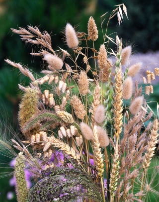 Grassid kuivatatud kimpude jaoks segavad seemneid -  - seemned