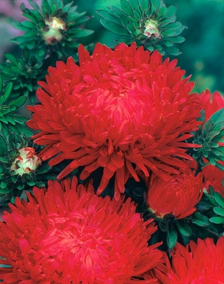 Aster "Duchesse" - înflorit în roșu - 225 de semințe - Callistephus chinensis 