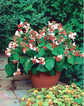 Home Garden - Fagiolo francese a fiori grandi "Hestia" - per coltivazioni indoor e balconate - Phaseolus vulgaris - semi