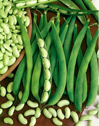 Kacang kerdil "Presto" - polong hijau, jenis flageolet - 120 biji - Phaseolus vulgaris L.
