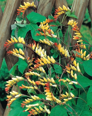 Firecracker Vine, sementes de bandeira espanholas - Mina Lobata - 6 sementes - Ipomoea lobata