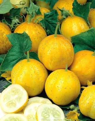 Zitronen-Gurkensamen - Cucumis Sativus - 