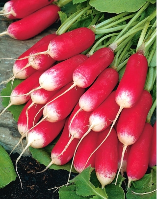 BIO - Radish "French Breakfast 3" - benih organik yang disahkan - 425 biji - Raphanus sativus L.